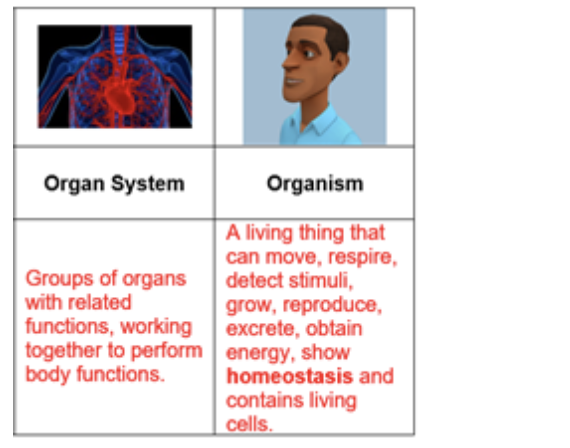 Organisation of the Organism